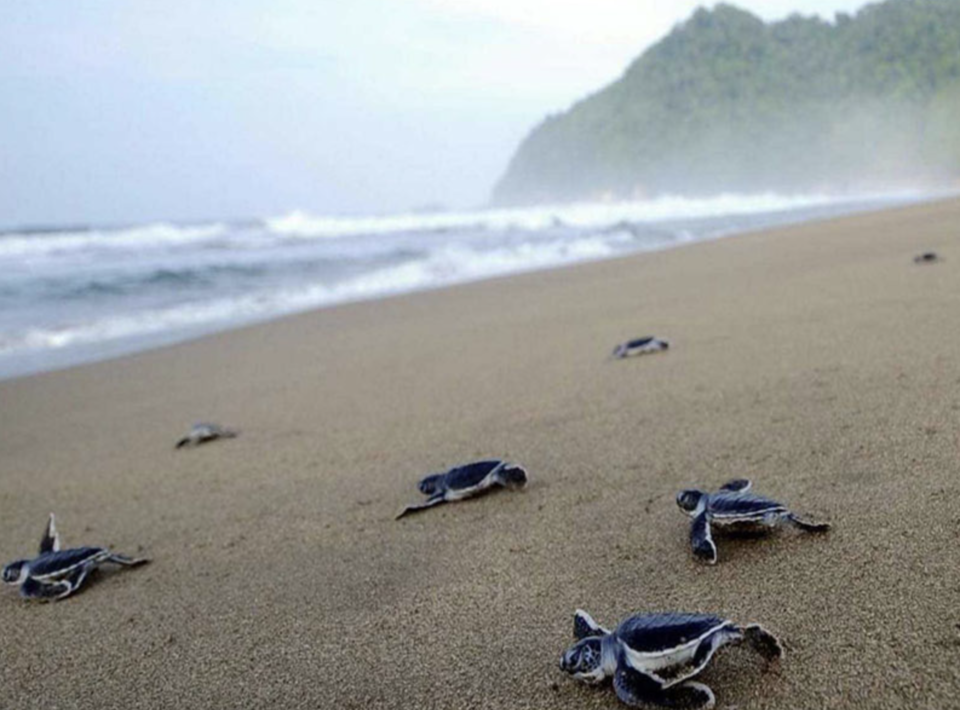 Photo of Tangalle 1/3 by 